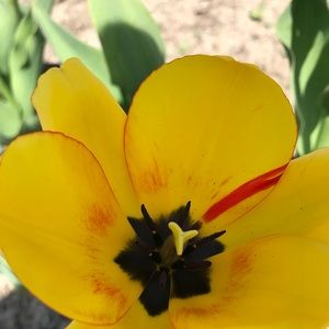 Meet your Posher, Carol